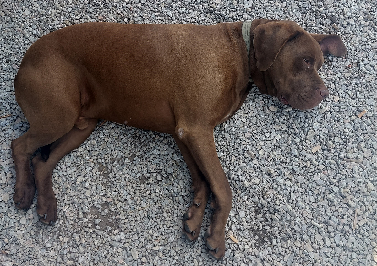 nizkotatranska-stihacka-2021-–-sprinterska