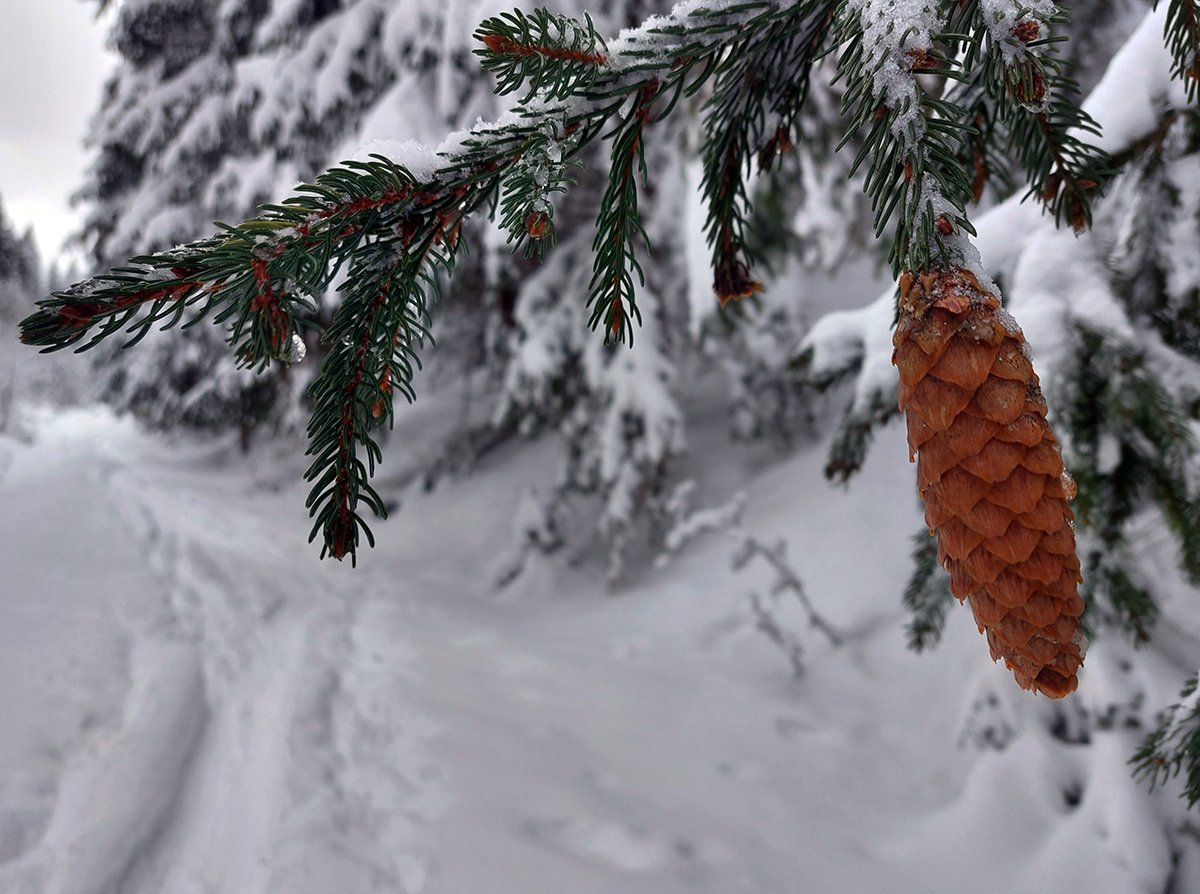 skifatrizmus-aktual-z-pasienkov-pod-l�iprunom