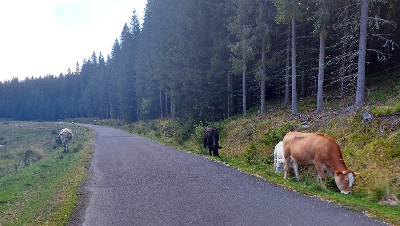 V_hornej_časti_doliny_pastva_vo_veľkom,_aj_medzi_čučoriedkami.