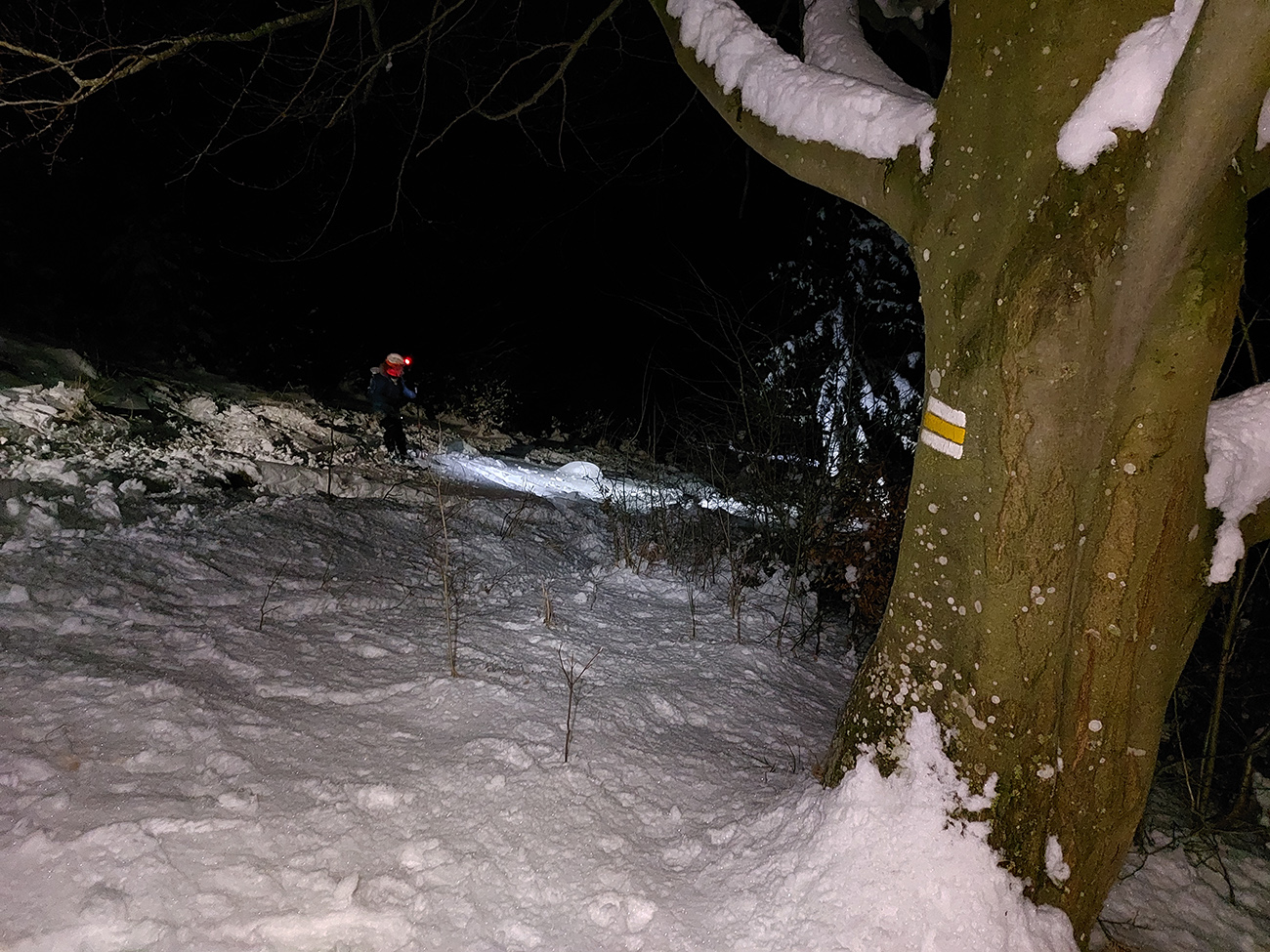 Pod Poľkou na strmších lúkach kľučkovačka medzi kríkmi a v kruste. Pod_Poľkou_na_strmších_lúkach_kľučkovačka_medzi_kríkmi_a_v_kruste.