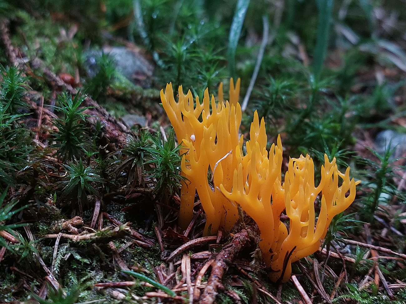 v-najdivokejsich-zapadotatranskych-dolinach