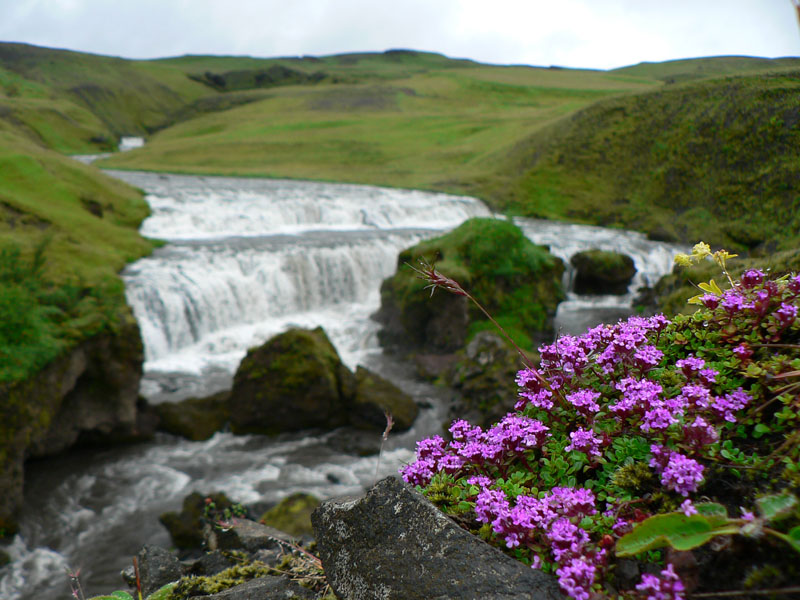 island-2-pomedzi-ladovce