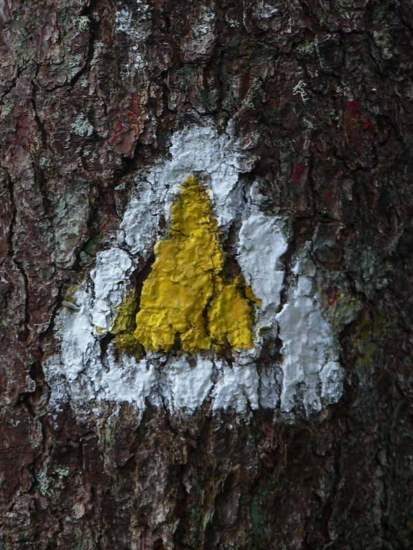 polana-–-bor-–-sina