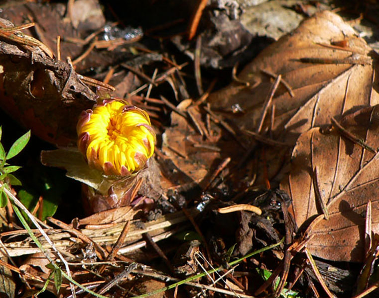 skialpovacka-medzi-klakom-a-lyscom